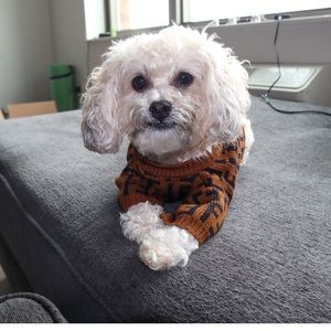 Puppy Fendi Sweatshirt